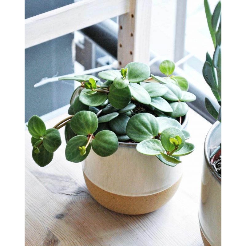 osłonka ceramiczna kremowa 17 cm