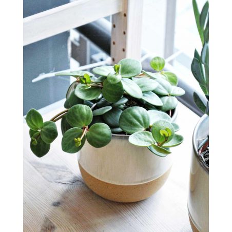 osłonka ceramiczna kremowa 17 cm