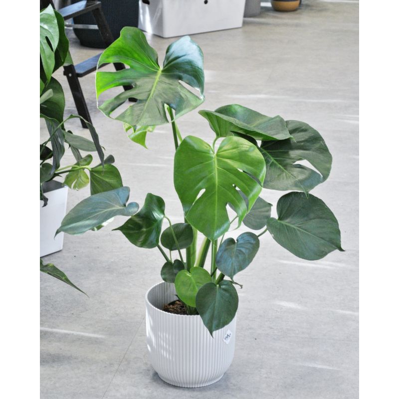 Monstera deliciosa - monstera dziurawa Monstera deliciosa - monstera dziurawa