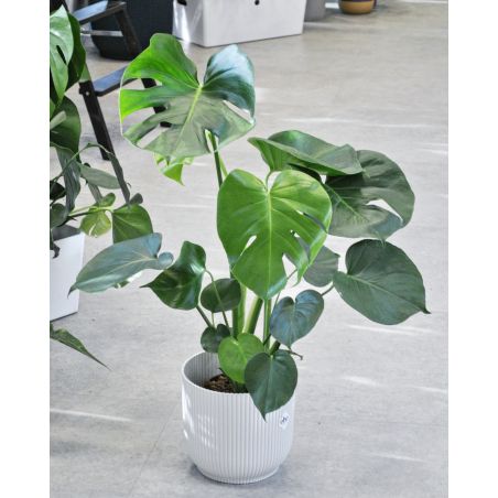 Monstera deliciosa - monstera dziurawa 