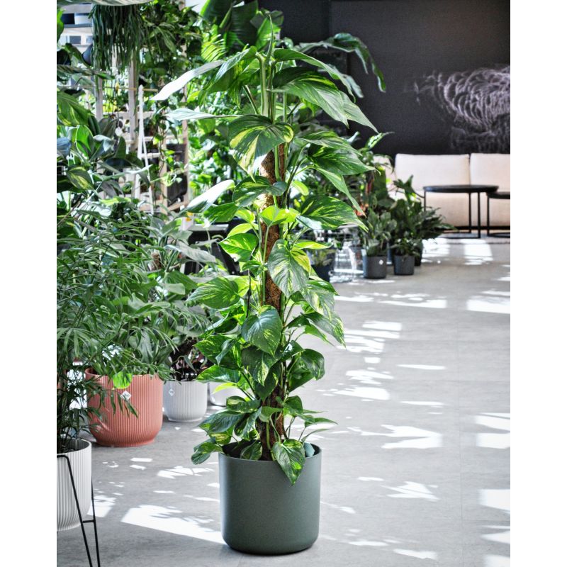 Epipremnum aureum - epipremnum złociste 