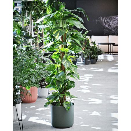 Epipremnum aureum - epipremnum złociste 