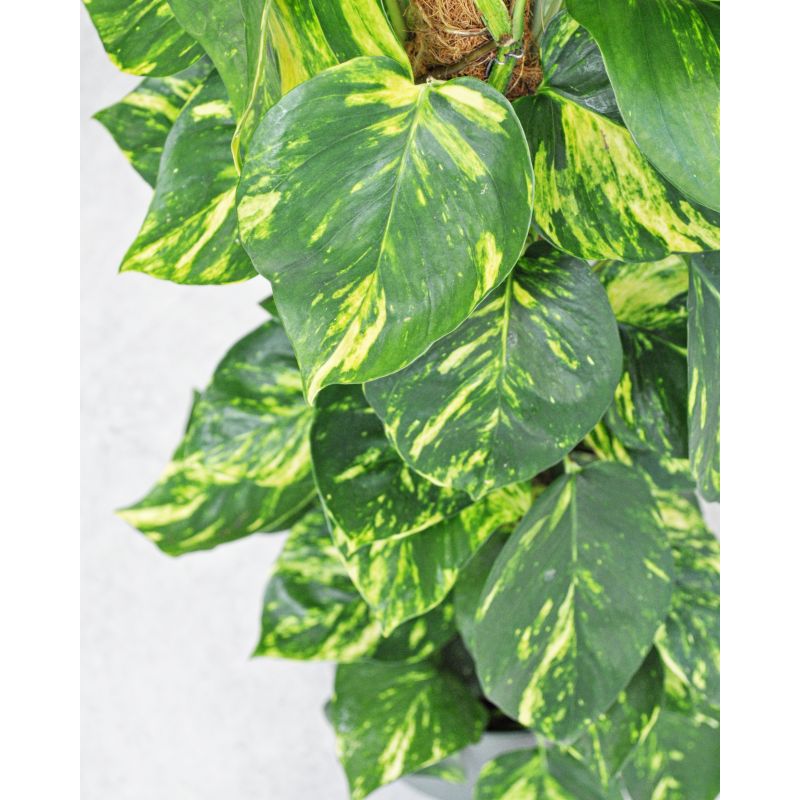 Epipremnum aureum - epipremnum złociste 