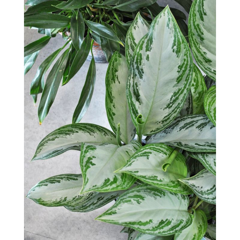 Aglaonema Silver Bay - aglonema 