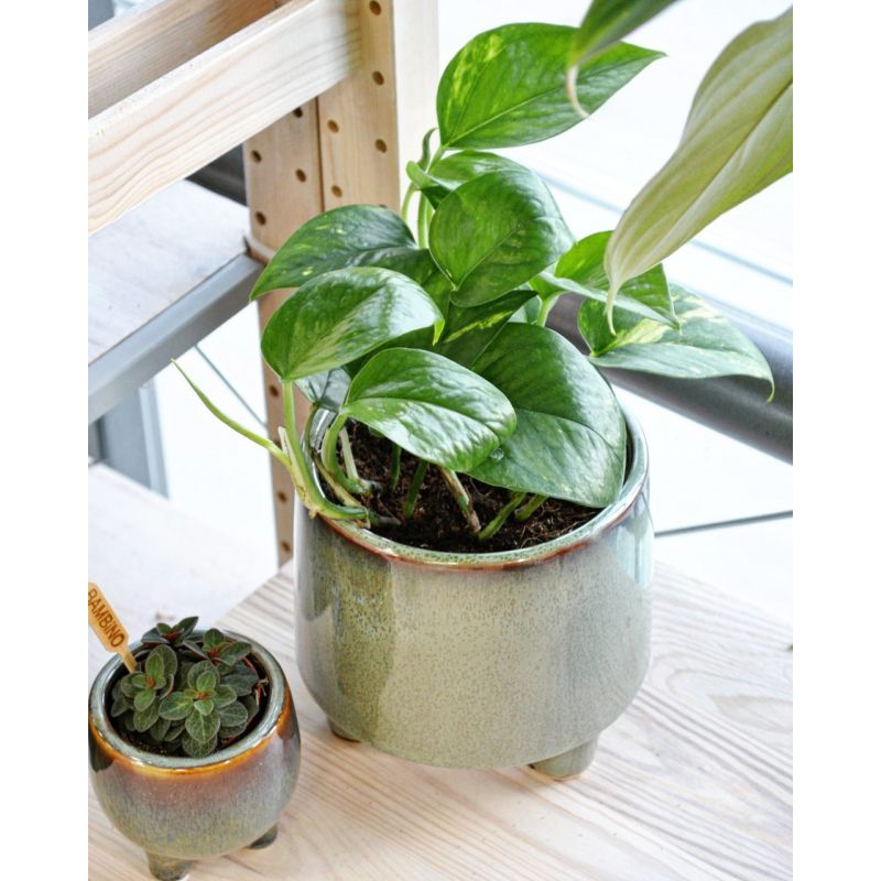 Epipremnum aureum - epipremnum złociste 