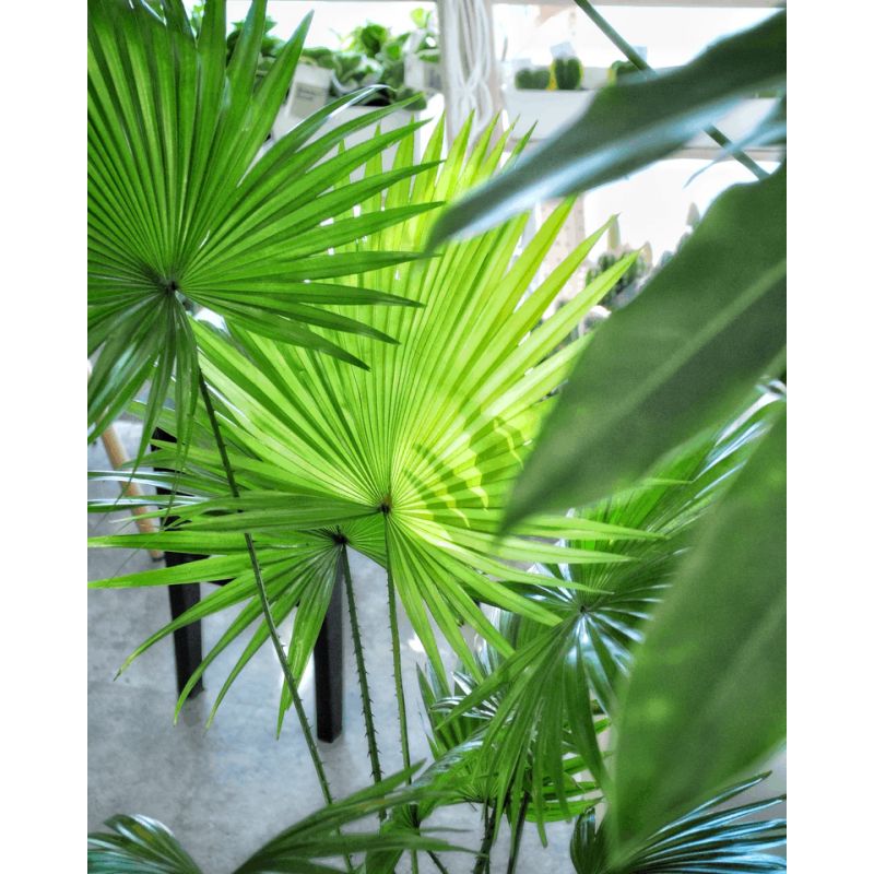 Livistona rotundifolia - liwistona okrągłolistna 