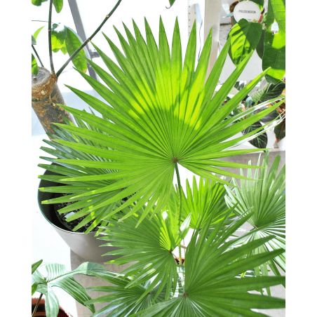 Livistona rotundifolia - liwistona okrągłolistna 