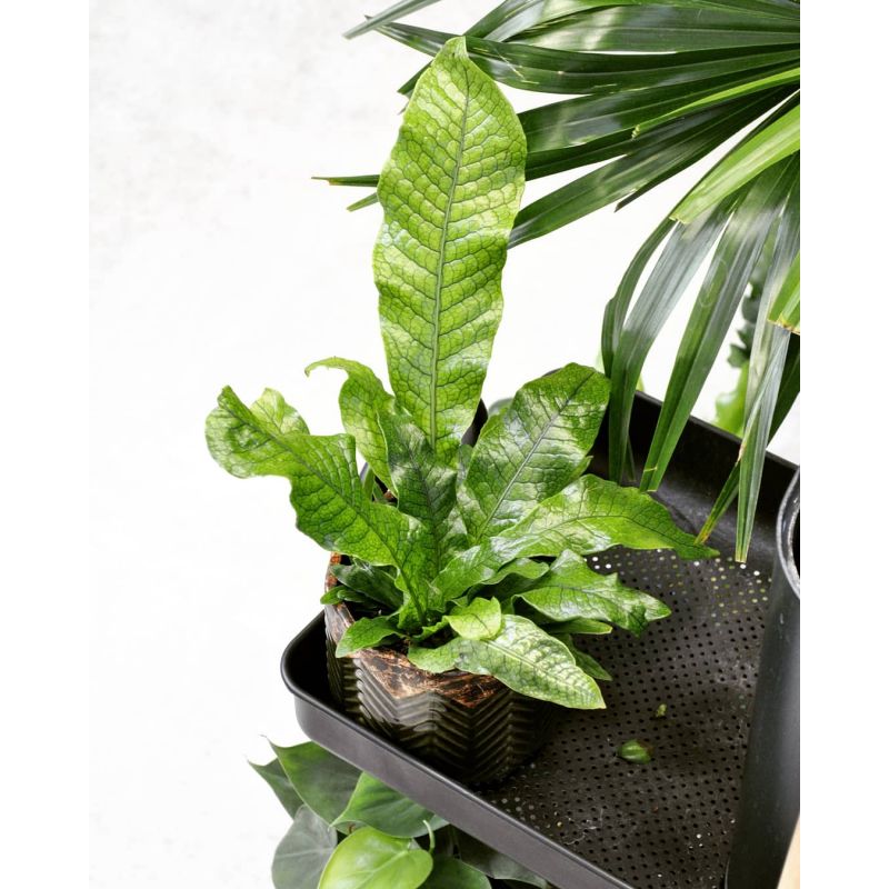 Microsorum musifolium 'Crocodyllus' - paproć krokodyla