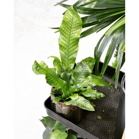 Microsorum musifolium 'Crocodyllus' - paproć krokodyla