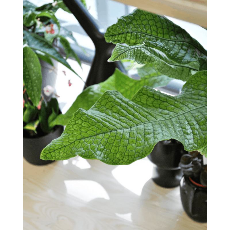 Microsorum musifolium 'Crocodyllus' - paproć krokodyla