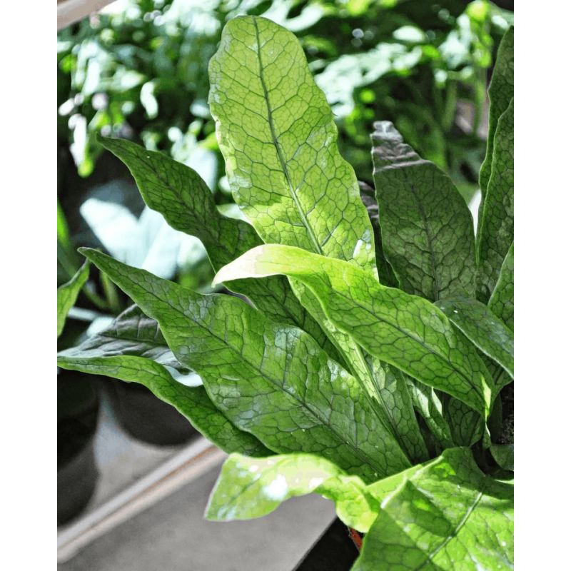 Microsorum musifolium 'Crocodyllus' - paproć krokodyla