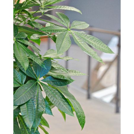 Pachira aquatica - pachira wodna 