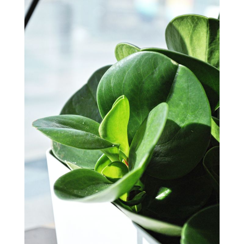 Peperomia obtusifolia 'Green Gold' - peperomia tępolistna