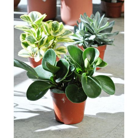 Peperomia obtusifolia 'Green Gold' - peperomia tępolistna