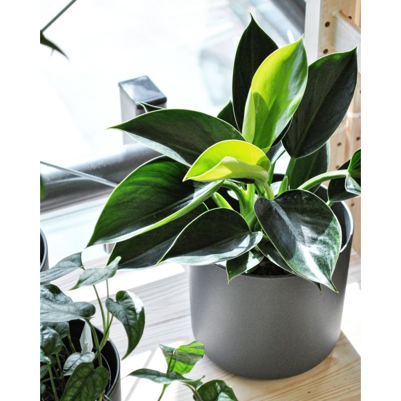 Philodendron Green Princess - filodendron