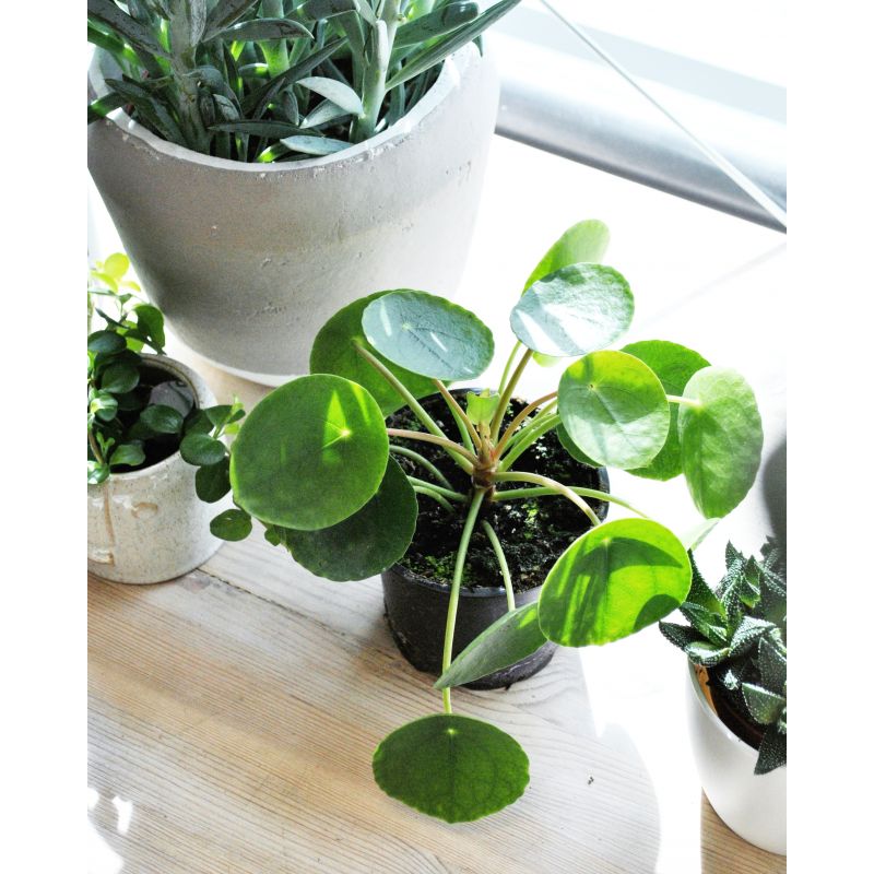 Pilea peperomioides - pieniążek 