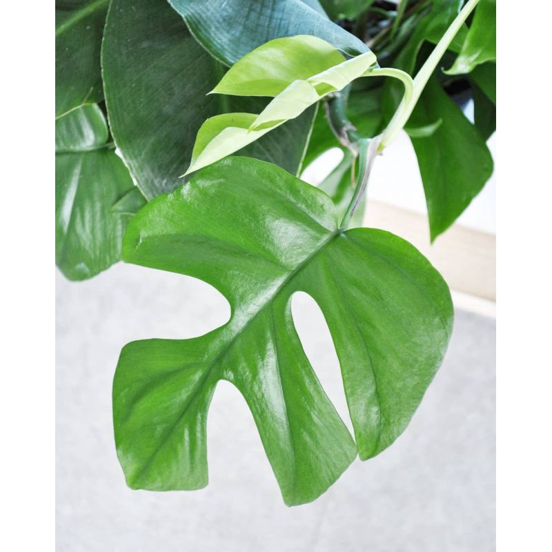 Raphidophora tetrasperma 