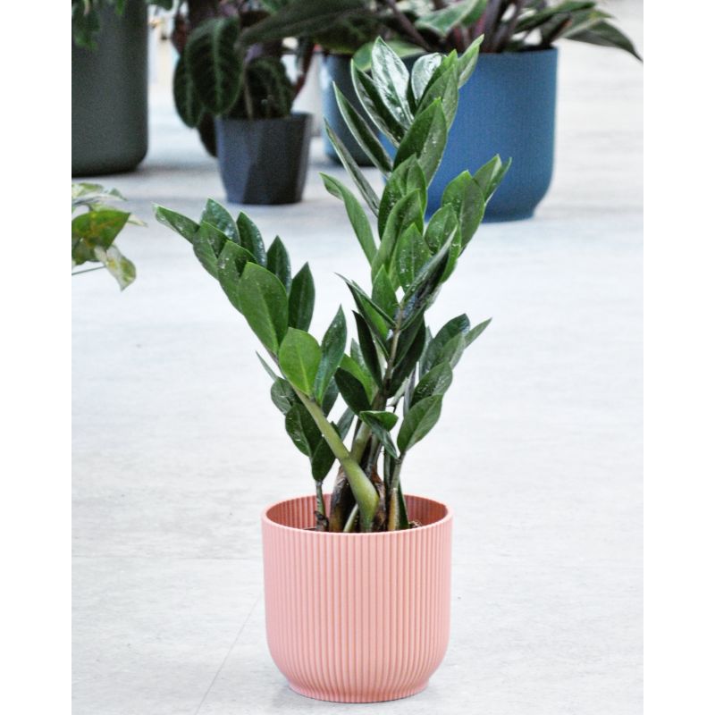 Zamioculcas zamiifolia - zamiokulkas zamiolistny 