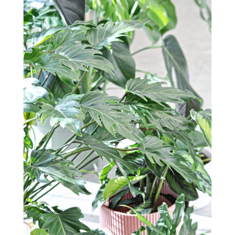 Philodendron (Thaumatophyllum) xanadu - filodendron