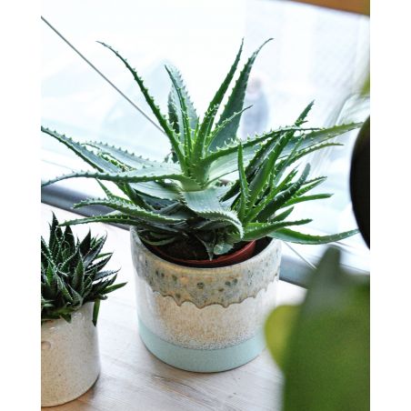 Aloe arborescens - aloes drzewiasty