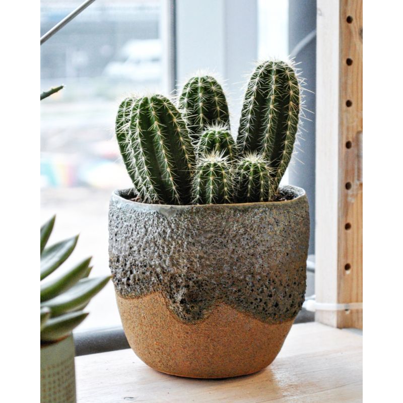 Echinocereus - kaktus