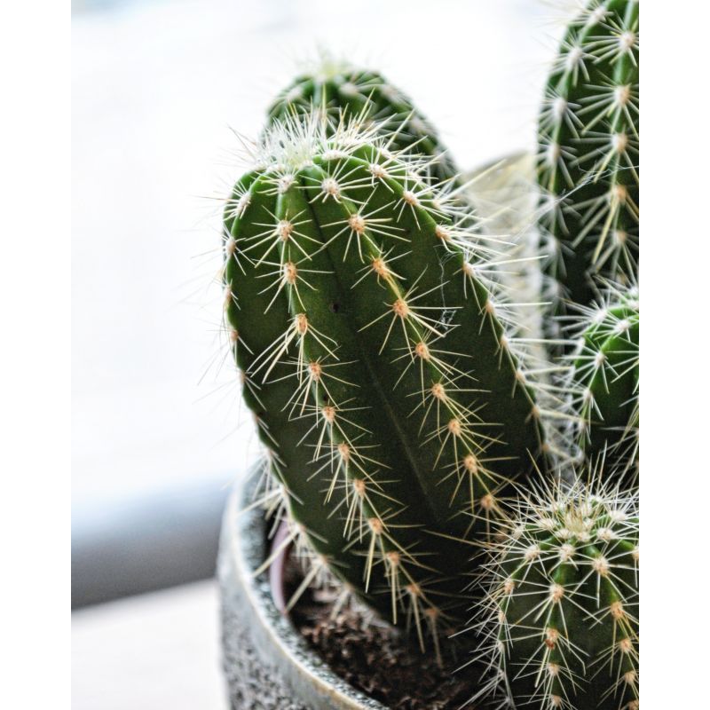 Echinocereus - kaktus