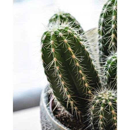 Echinocereus - kaktus