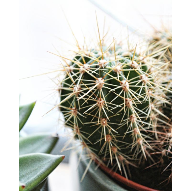 Echinocereus engelmannii - kaktus