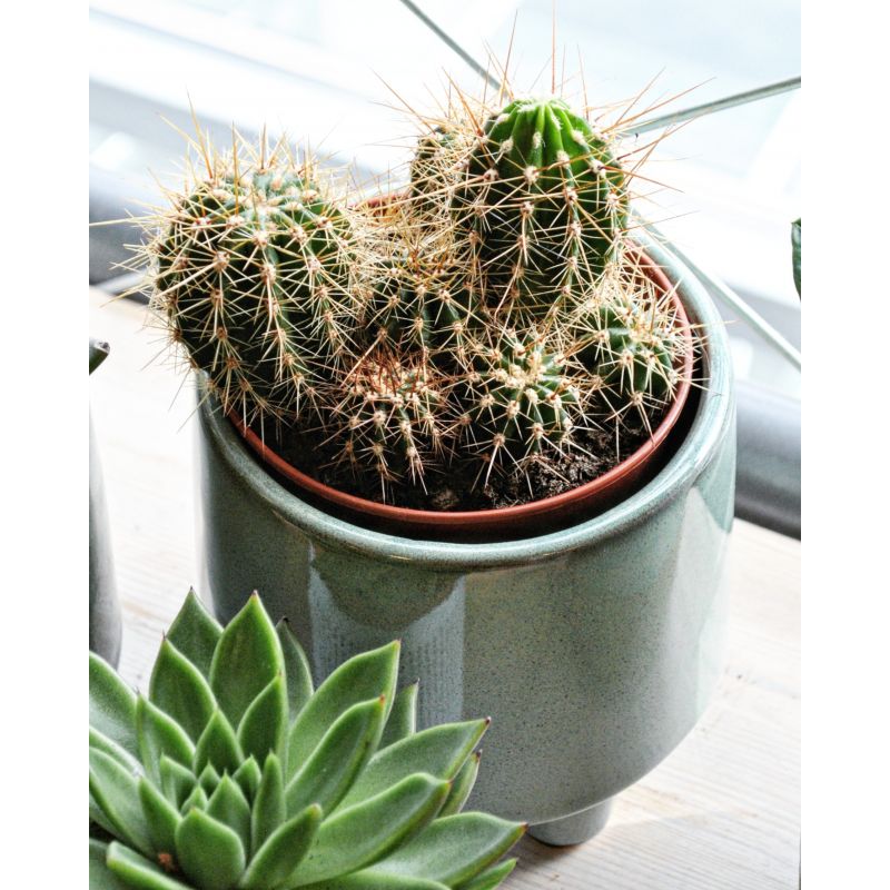 Echinocereus engelmannii - kaktus