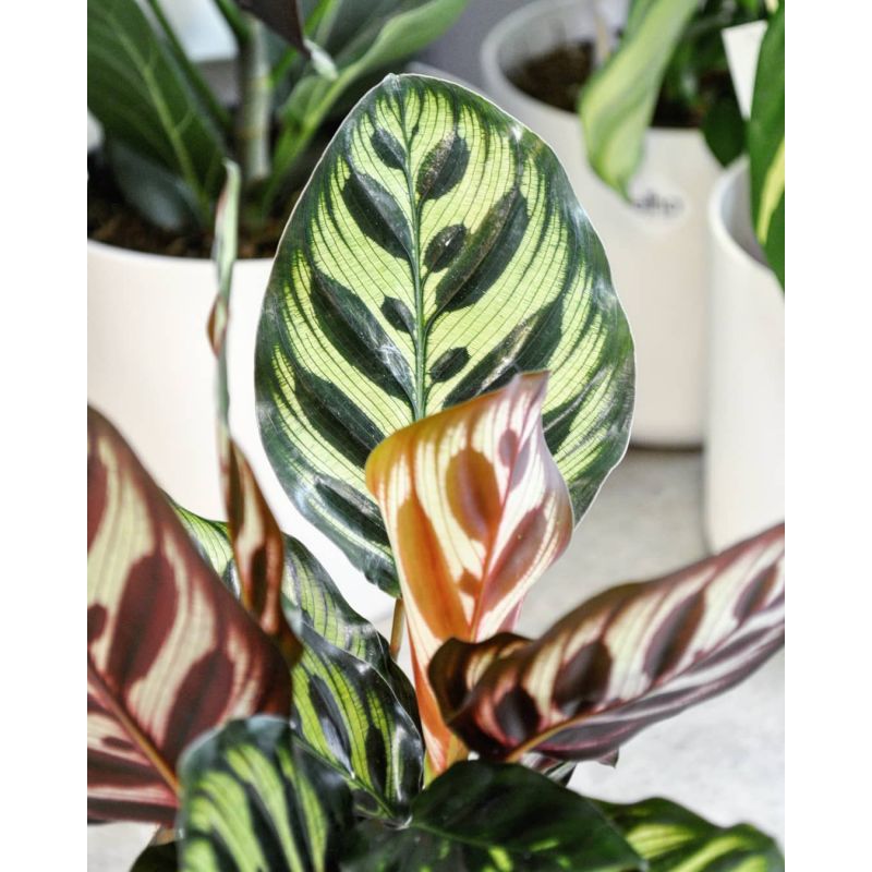 Calathea makoyana - kalatea 