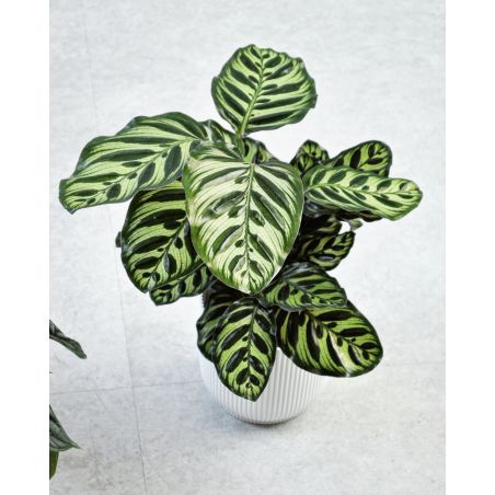 Calathea makoyana - kalatea 