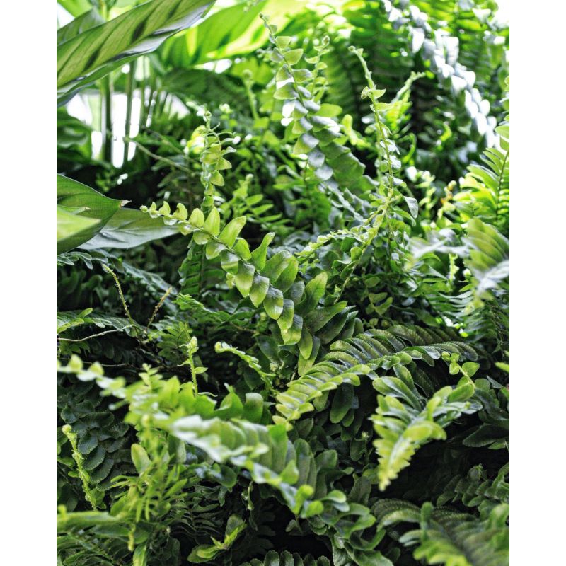 Nephrolepis exaltata 'Green Lady' - nefrolepis wyniosły