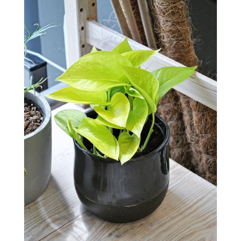 Epipremnum Golden pothos - epipremnum Epipremnum Golden pothos - epipremnum