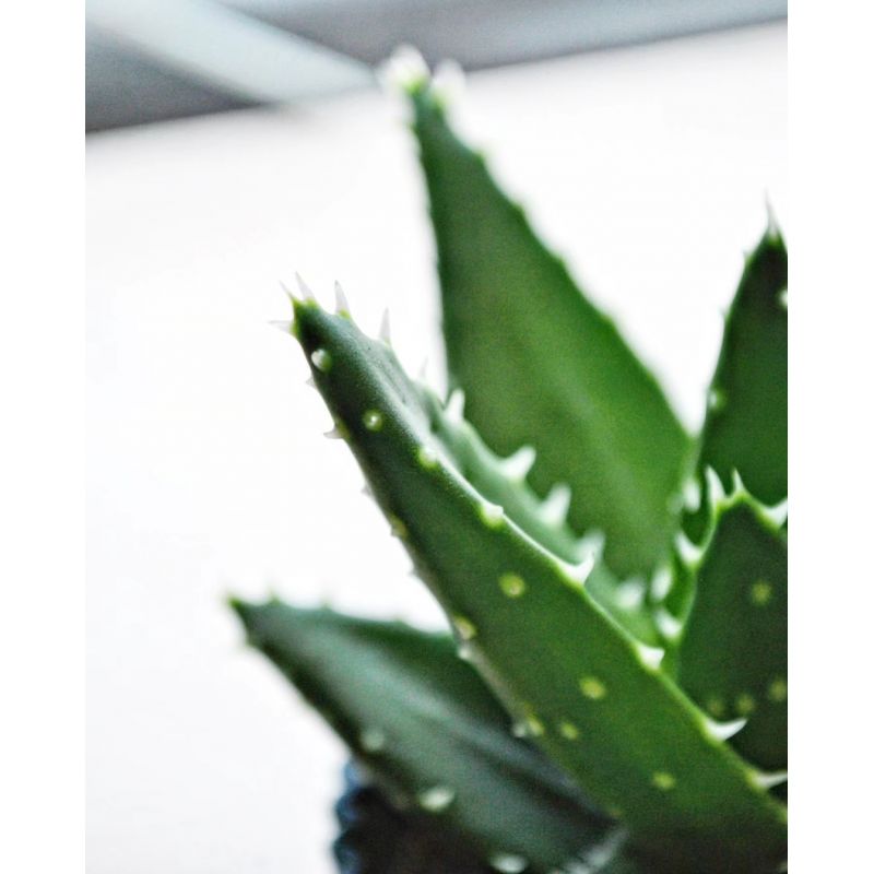 Aloe perfoliata - aloes 