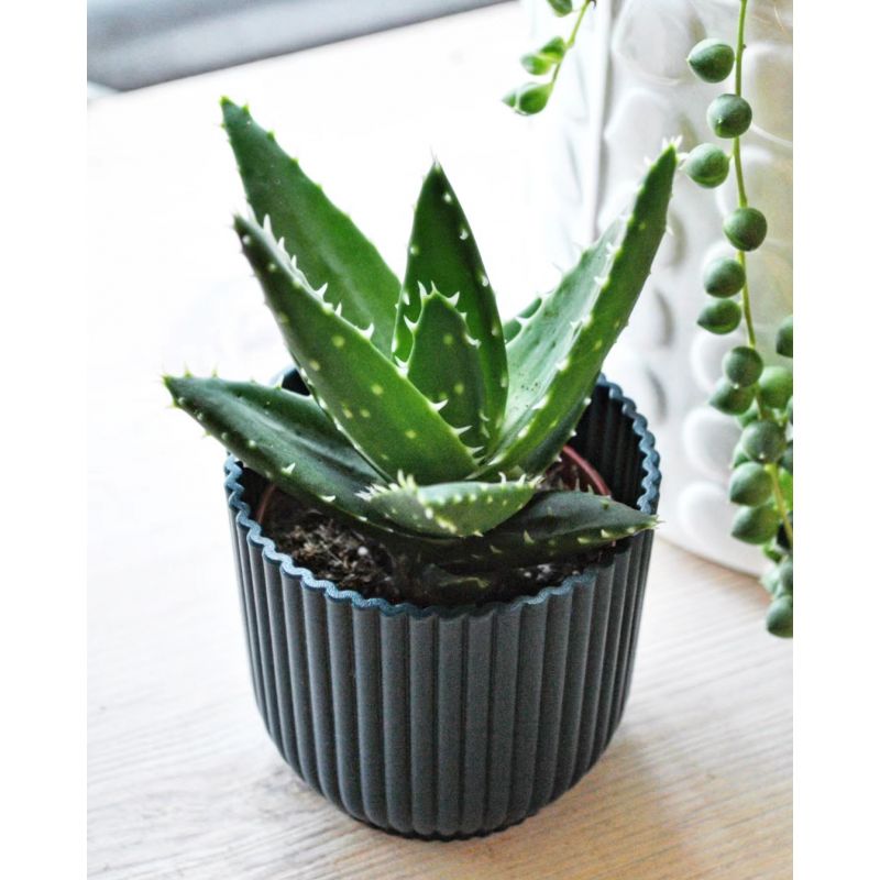 Aloe perfoliata - aloes 