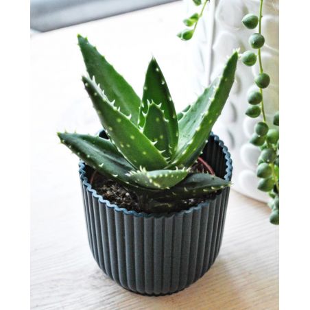 Aloe perfoliata - aloes 