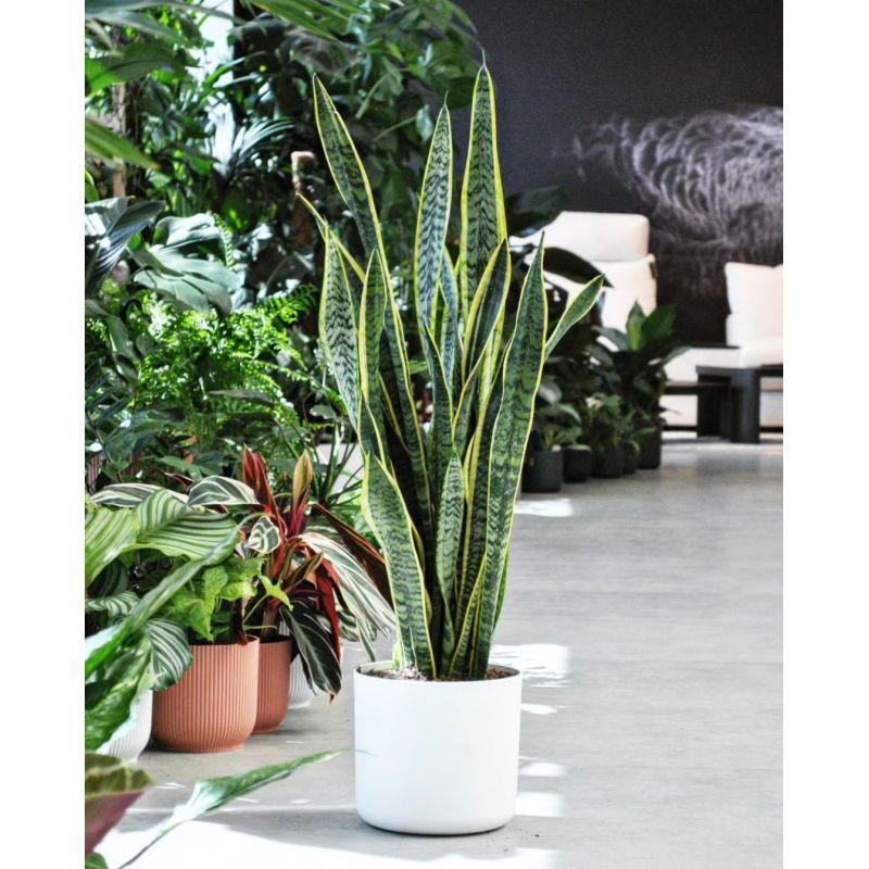 Sansevieria trifasciata Laurentii - wężownica 