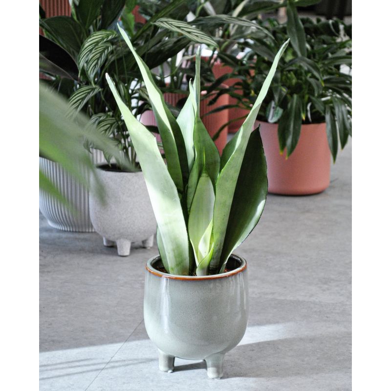 Sansevieria trifasciata 'Moonshine' - wężownica