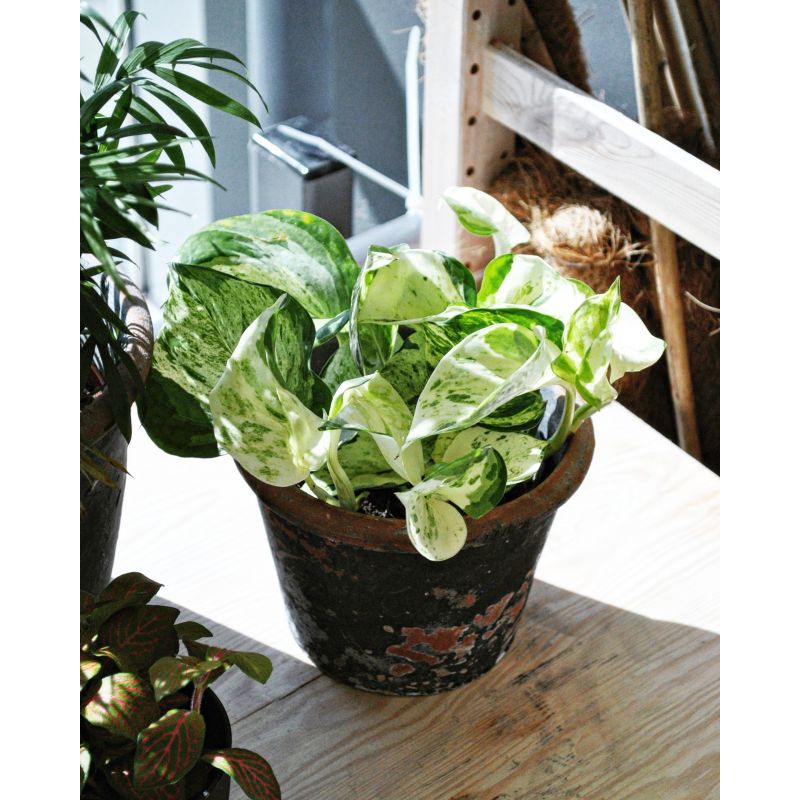 Epipremnum pinnatum Happy Leaf - epipremnum