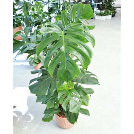 Monstera deliciosa - monstera dziurawa 