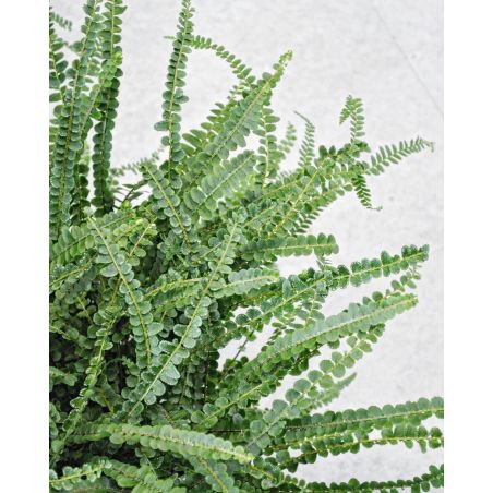 Nephrolepis cordifolia 'Duffi' - nefrolepis