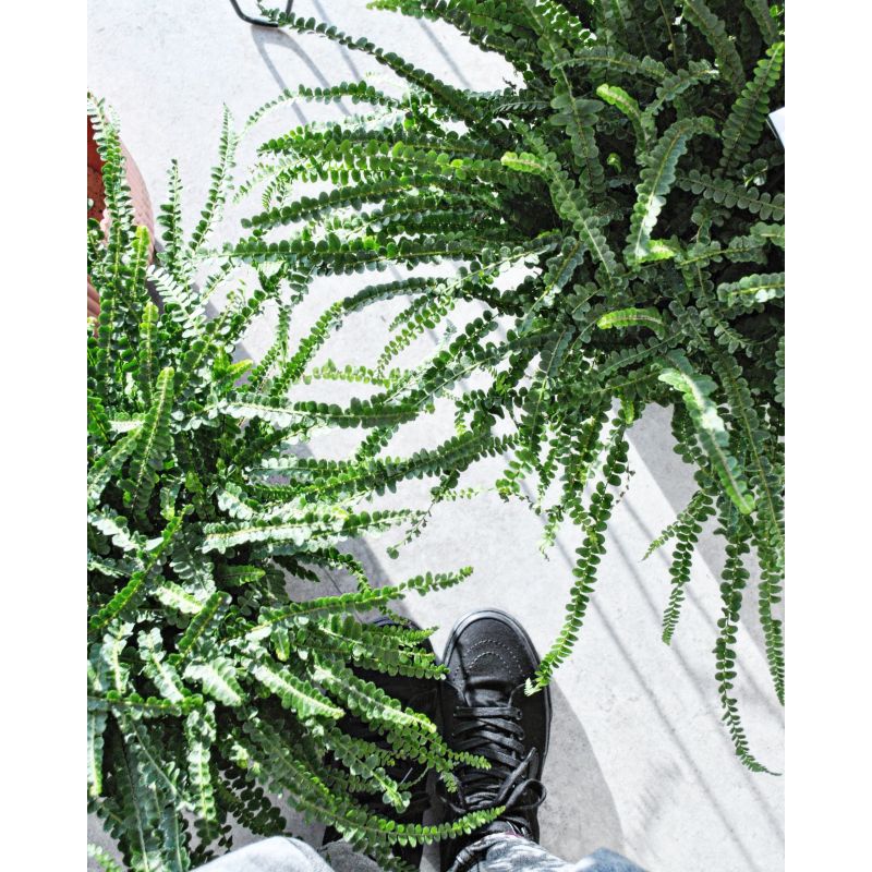 Nephrolepis cordifolia 'Duffi' - nefrolepis