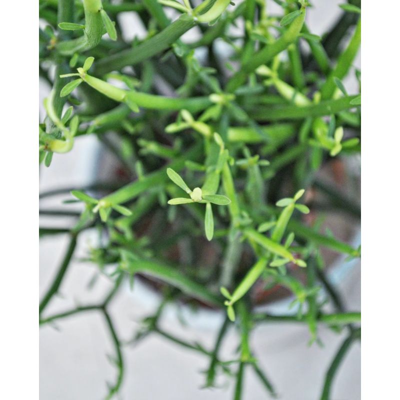 Euphorbia tirucalli - wilczomlecz 