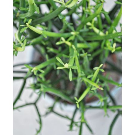 Euphorbia tirucalli - wilczomlecz 