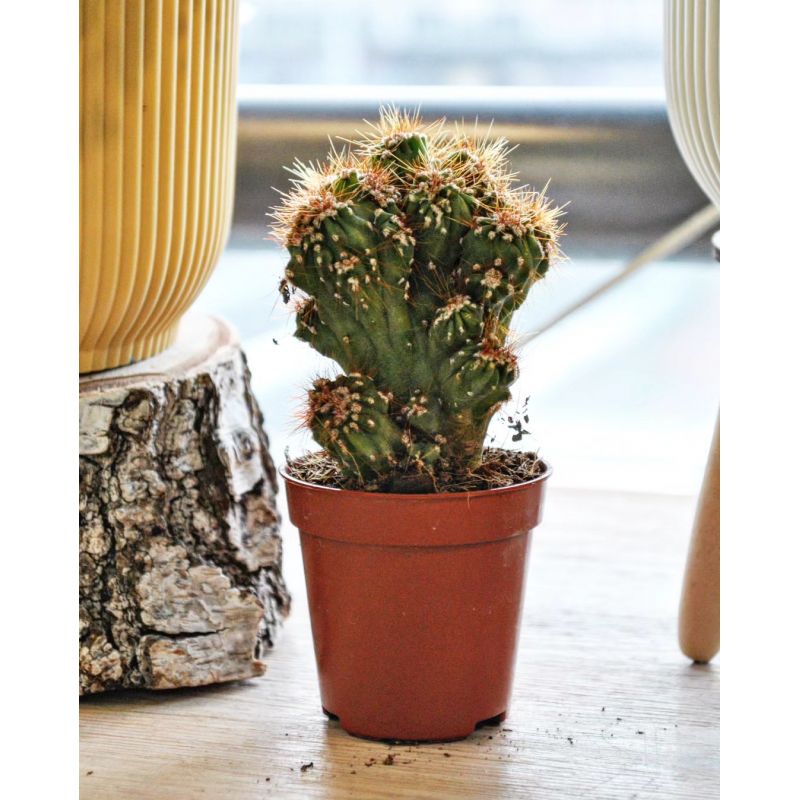 Cereus peruvianus Monstruosus - kaktus