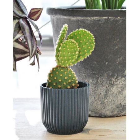 Opuntia microdasys var. pallida - opuncja drobnokolczasta