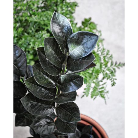 Zamioculcas zamiifolia Raven - zamiokulkas zamiolistny 