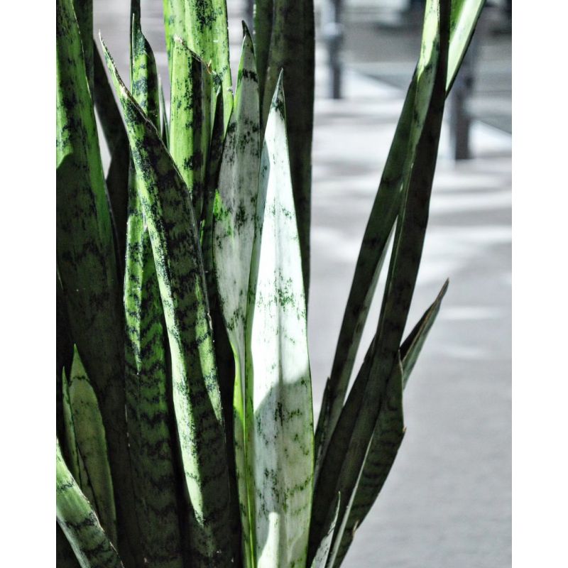 Sansevieria 'Silver Princess' - wężownica