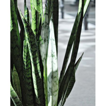 Sansevieria 'Silver Princess' - wężownica