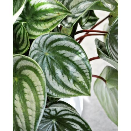 Peperomia argyreia 'Watermelon' - peperomia